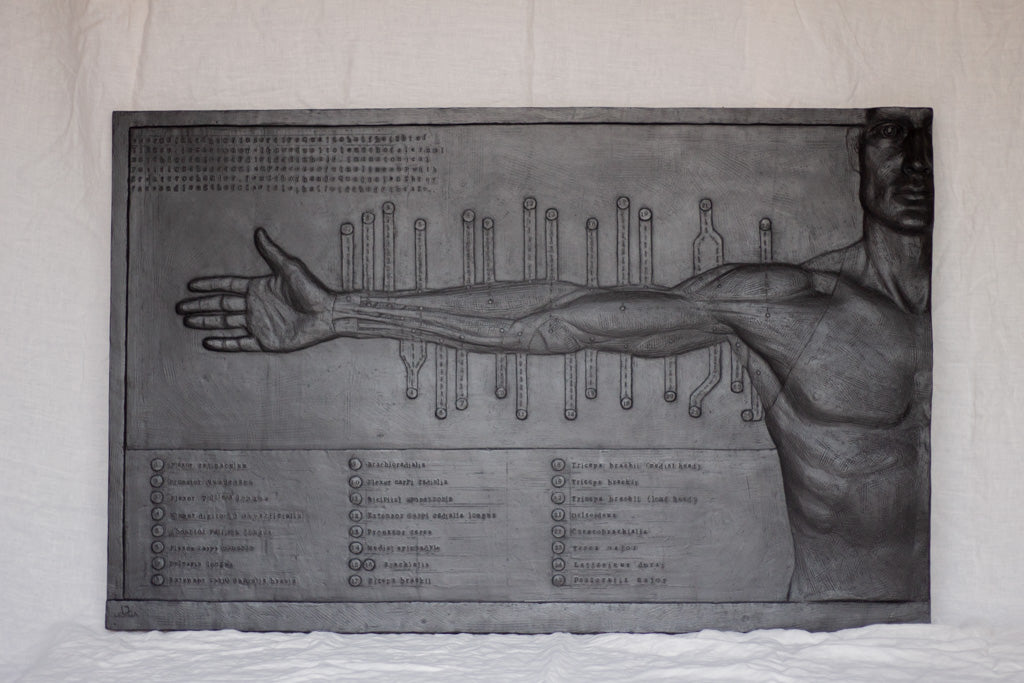 Anatomical Arm- Plaster