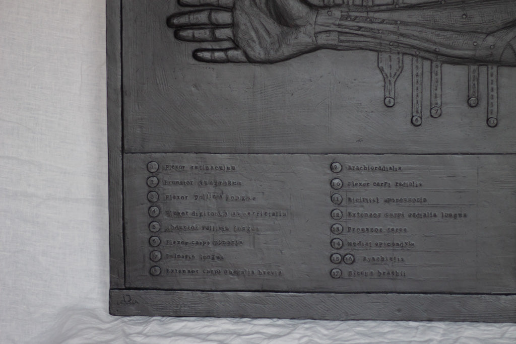 Anatomical Arm- Plaster